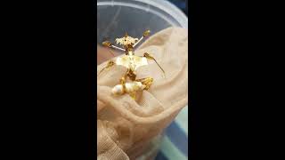 Idolomantis diabolica feeding 1