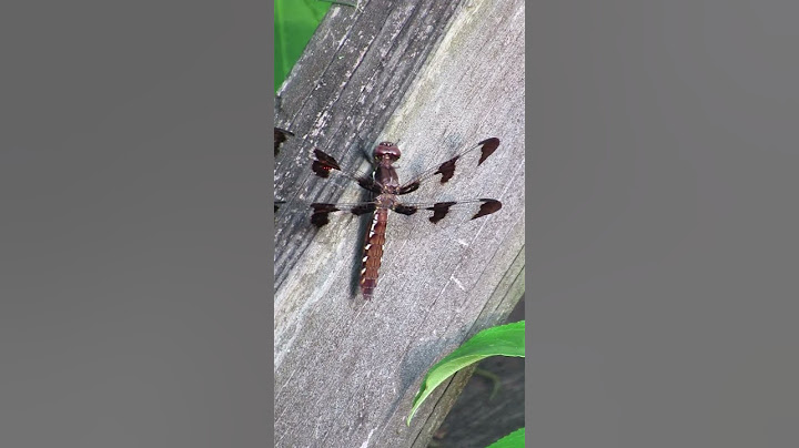 Dragonfly common Whitetail #shorts #virginia #animals #parks #jamesberberichfilms #Dragonfly