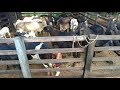 Tirando Leite das Vacas Manualmente no Curral Enquanto os Bezerros Mamam na Seção Mamação.