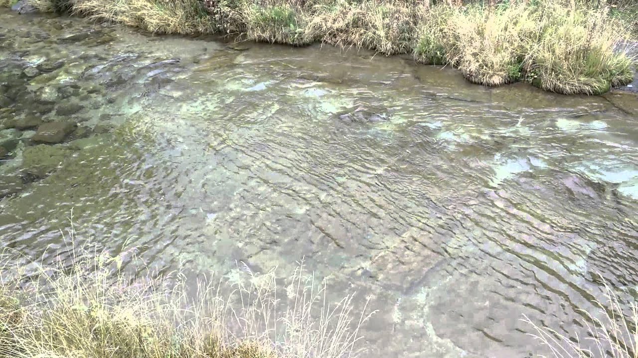 Trote nel Fiume Toce