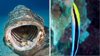 Sharks Trust This Tiny Fish For A Dental Cleaning