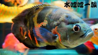 1140502 水噹噹一族