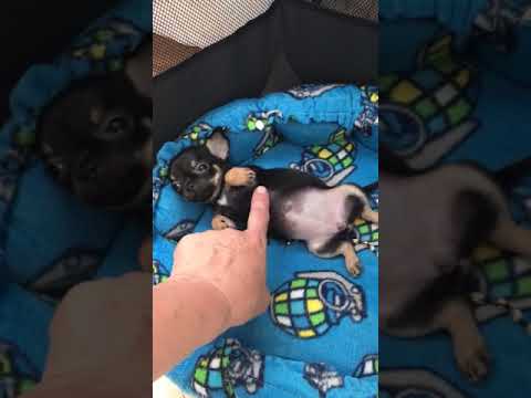 Муха отдыхает #chihuahua #puppy #чихуахуа