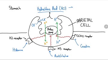 Proton Pump Inhibitors Explained in 4 Minutes