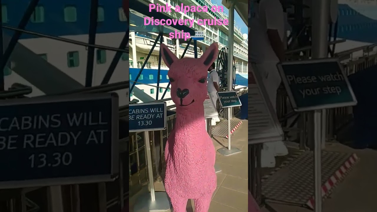 pink alpaca on a cruise ship 2022