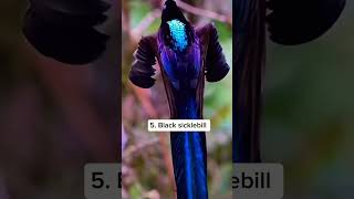 Terrifying Animal Sounds 🫣🤯🫨 #terrifying #animals #sound #wildlife #youtubeshorts #shorts