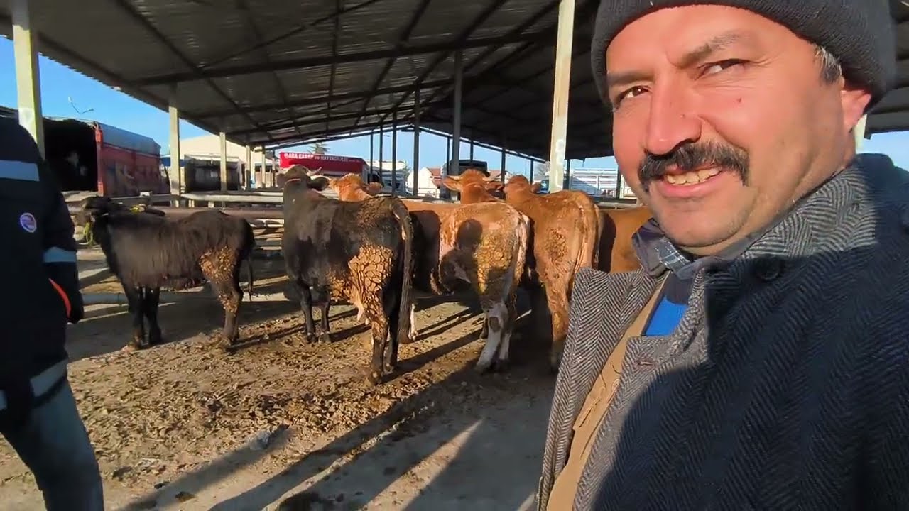 ÇORUM SUNGURLU HAYVAN PAZARI 5 MART ÇEKİMİ 2.BÖLÜM  7 MART 2026