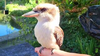 Cute Kookaburra Counting Confusion