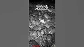 Rat chaos with the @DNTOptics  zulus v2 on the RTI MORA #viral #pestcontrol #nightvision #rat