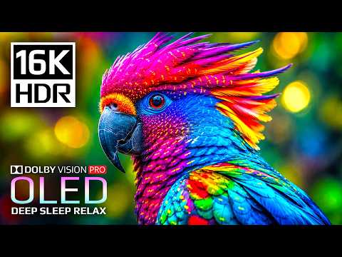 Experience Pure 16K HDR 120fps Nature | Dolby Vision OLED TV Test (4K/8K TV)