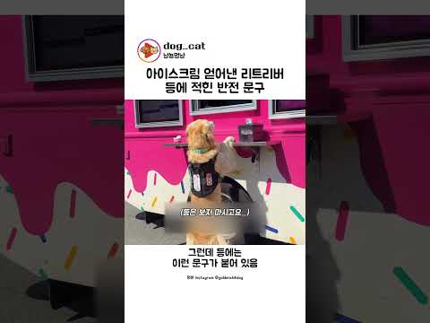 아이스크림 얻어낸 리트리버 등에 적힌 반전 문구 thumbnail