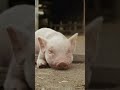 In nomine el padre et fili espirtu santi!!! (Charlotte's Web (2006)) #memesshorts