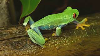 FROG FULLY RELY ON GOD