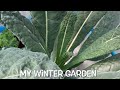 My Winter Garden 冬季蔬菜 - Quick Tour  (Kale, Green Onion, Chive in Pots) 🪴