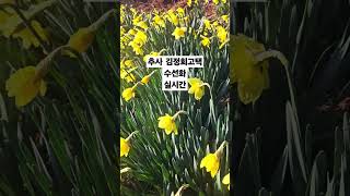 추사김정희고택수선화60% 개화.목련꽃은  많이  져버린상태.