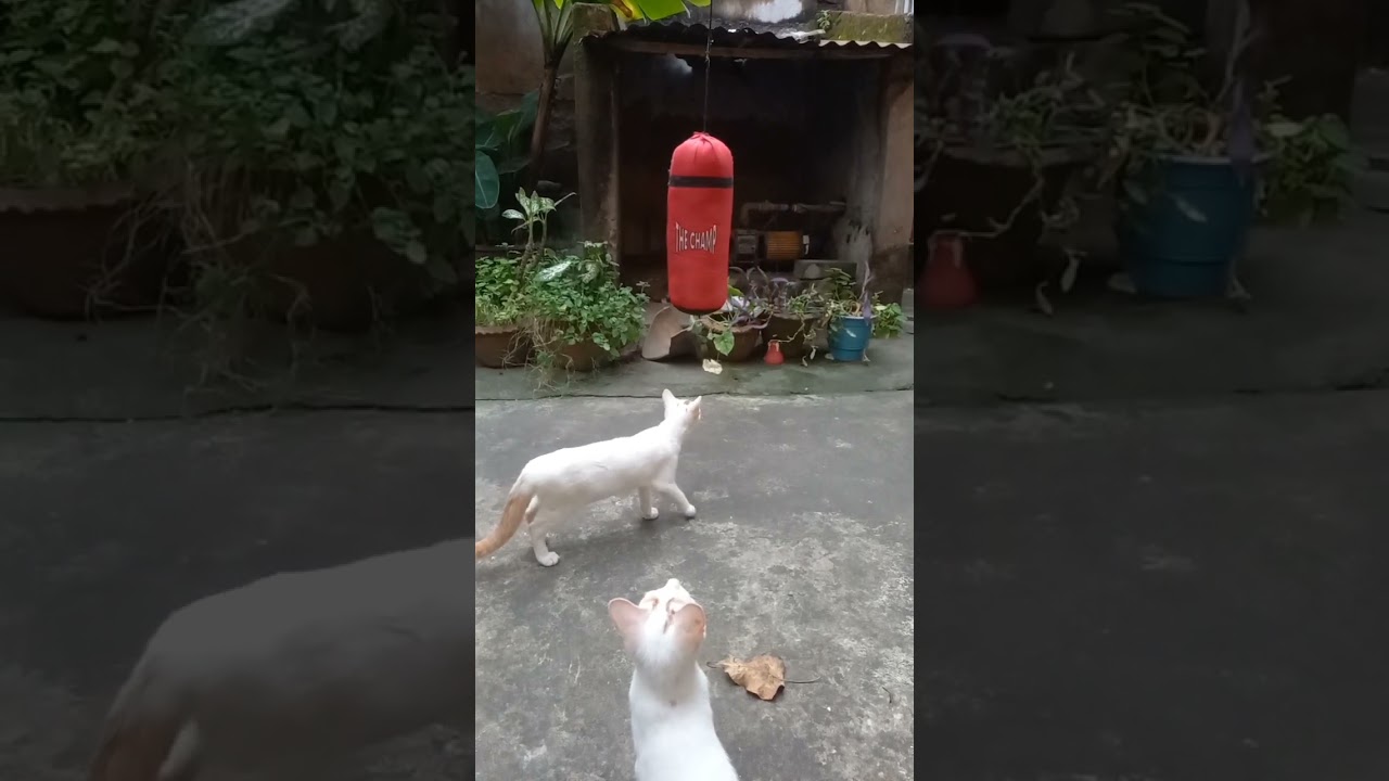 #Kittenfunvideos