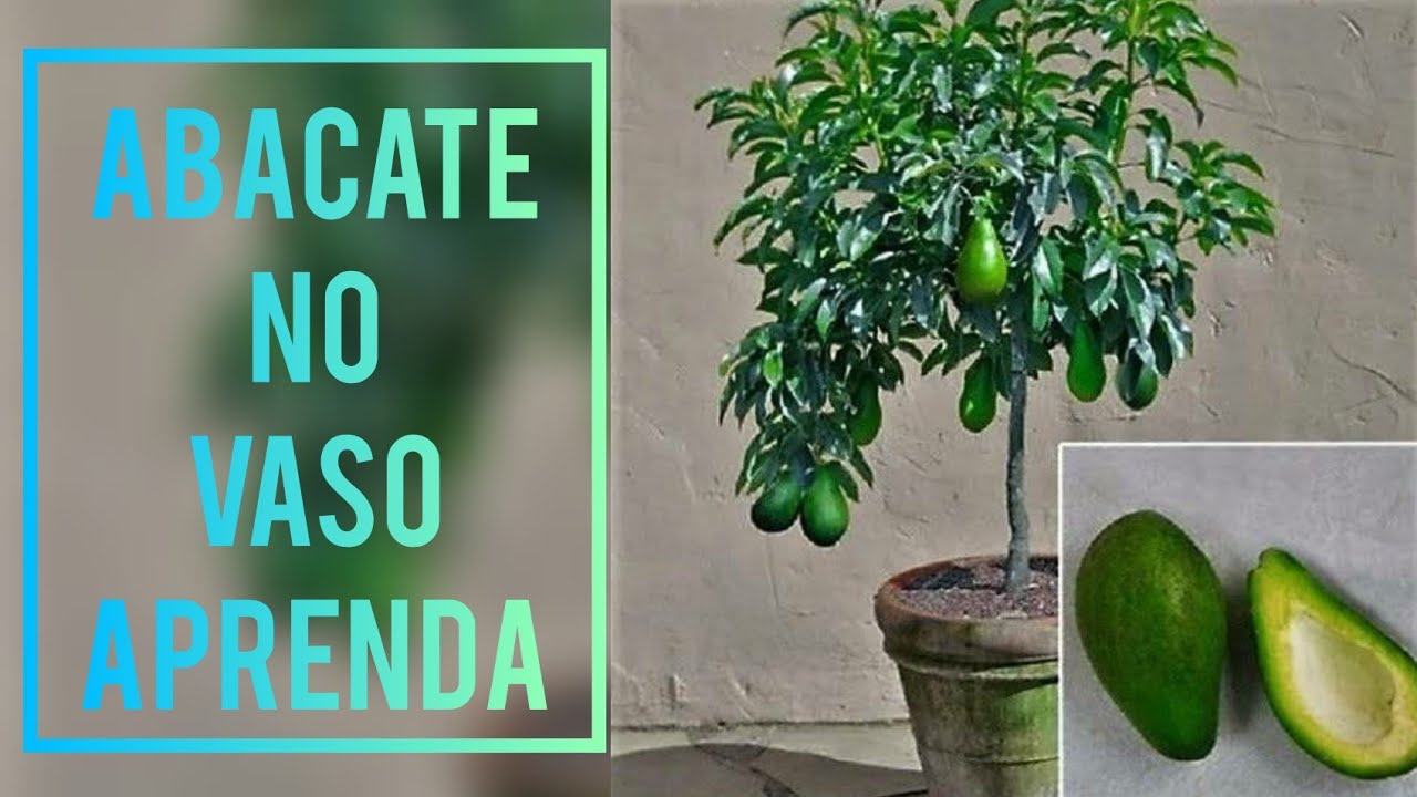 Aprenda a fazer enxertos de abacate manteiga, de forma simples e eficaz