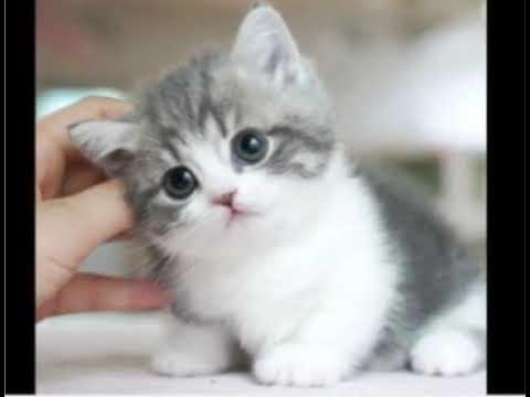 ♡ JV ♡ on Twitter  Funny cute cats, Cute cats, Cute baby cats