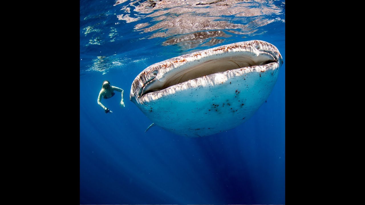 How To Swim With The Massive Whale Sharks Oslob Cebu Philippines
