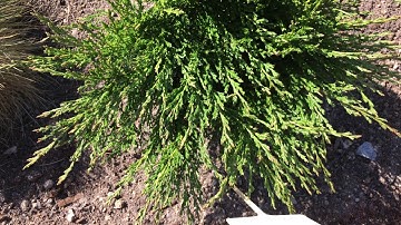 Juniperus horizontalis "Andorra compact",  Creeping juniper, Junípero rastrero