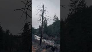 A gloomy Christmas hike along the river :) #hiking #nature