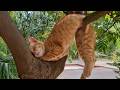 Funny Cat CAUGHT Being Silly In The Backyard 🤣 The Funniest CATS Video