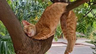 Funny Cat CAUGHT Being Silly In The Backyard 🤣 The Funniest CATS Video