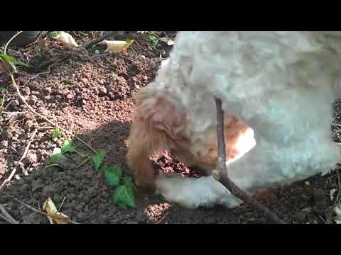 Видео: Трюфелни кучета: Тези малки са обучени да ловуват гъби