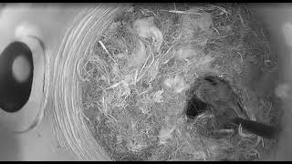 Ostdrossel nestbox cam May 5 2026 - Chickadee nest