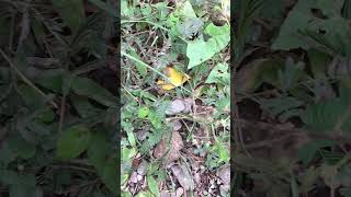 Laporan Kegiatan Praktikum IPA SD, Zaskia A.R 877677101