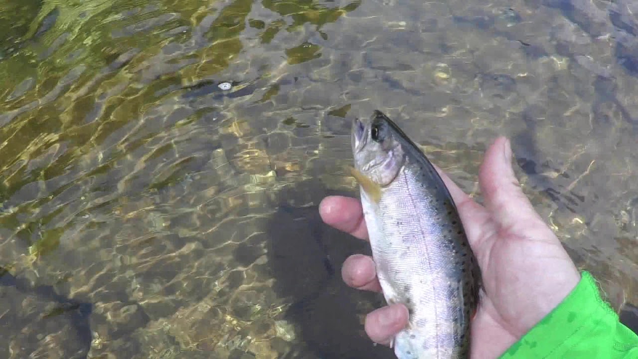 ｄコンタクト63で夏ヤマメ釣り Youtube