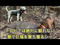 【閲覧注意】里山に潜む巨イノシシを真っ正面から一撃で獲る貴重映像