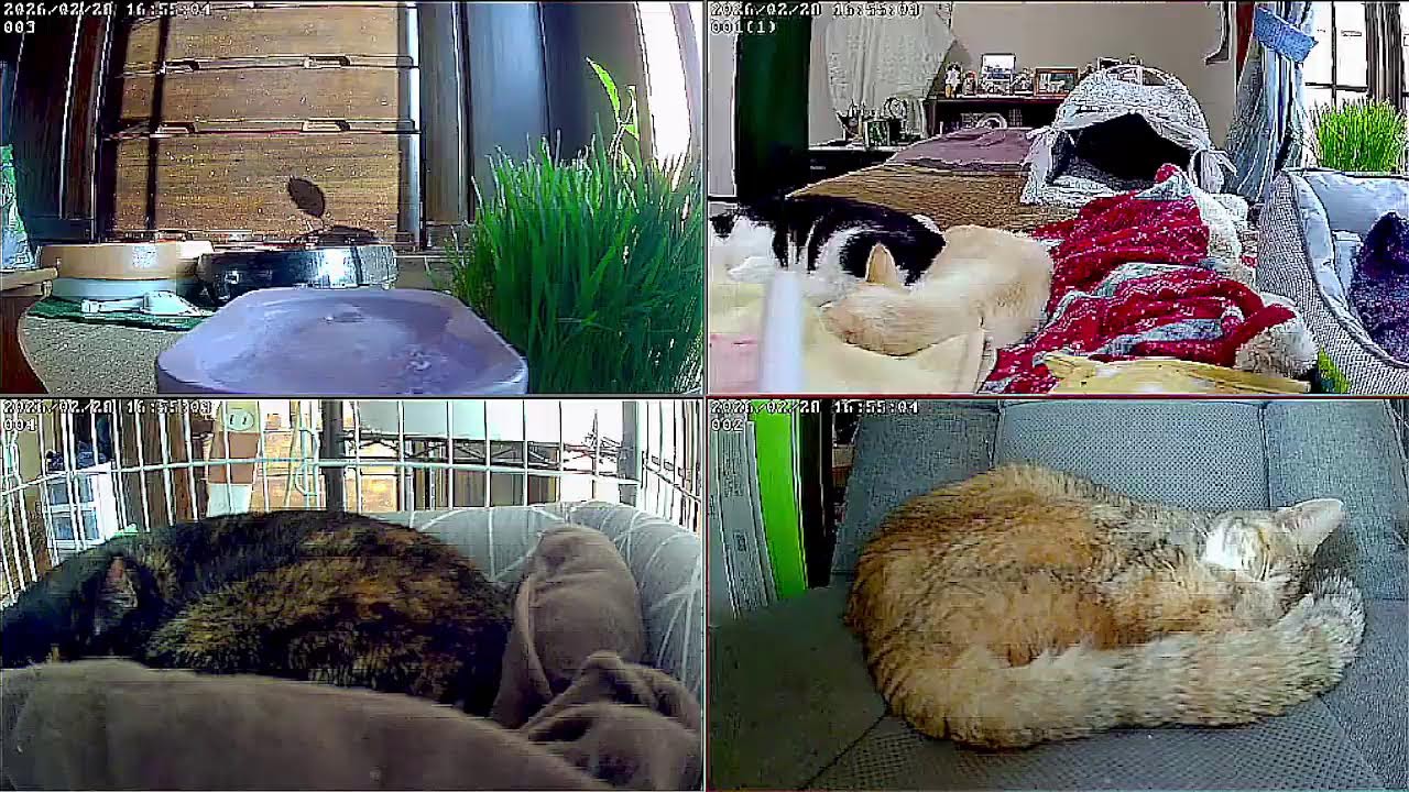 【24時間365日保護猫ライブ】　猫と焚火でリラックス。　猫と暖炉　野良猫から家猫へ 　保護猫5匹　癒し　ASMR 　 睡眠　cats live　焚き火