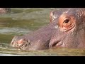Hippopotamus | दरियाई घोड़ा | Facts About Hippos | Hippopotamus Facts | Hippo Information | Hippo