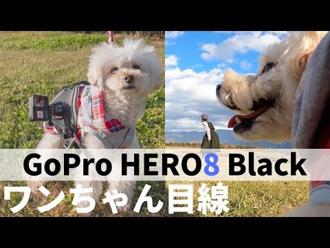 Goprohero8 Dog この犬目線は可愛すぎる スマホ向け縦動画 全画面でみてね 作例 Youtube