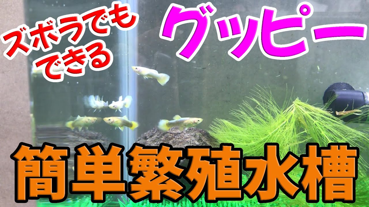 親子混泳 誰でも簡単に繁殖させることができるグッピーの水槽を立ち上げてみた 稚魚 Youtube