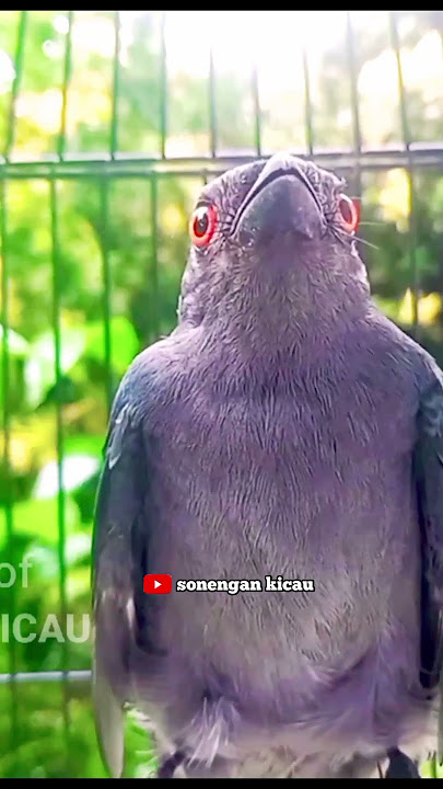BIKIN EMOSI SRIGUNTING BAHAN SRIGUNTING ABU ABU GACOR