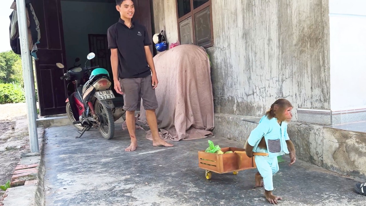 Too Funny! CUTIS Harvests Neighbor’s Mangoes and Sells Them at the Market