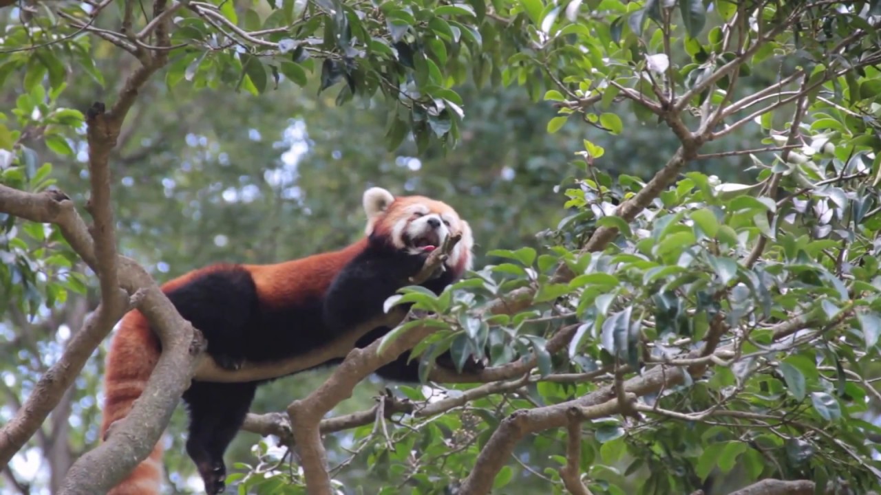 木の上で休むレッサーパンダの「タオファ」 多摩動物公園 Red panda "Taoohua""Taking rest on he