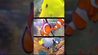 Colorful Fish  #aquarium #aquariumfish #fish