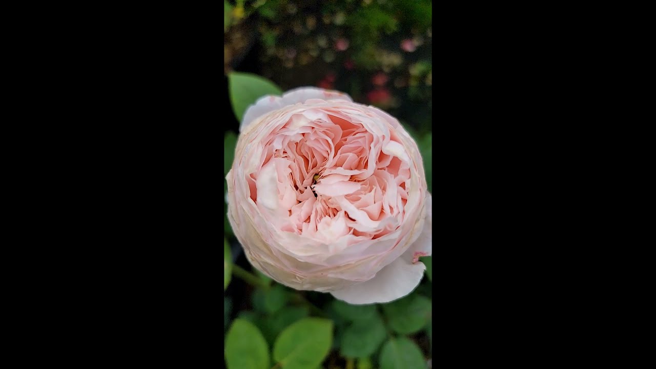 David Austin rose - St  Cecilia Spring 2021