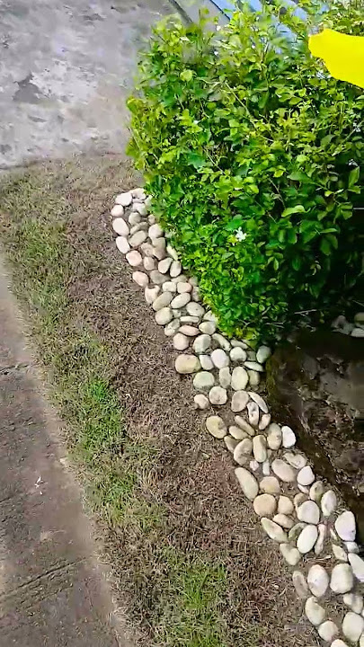 di makapaniwala si boss na ganito kalalabasan ng garden #buhaygardener