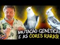 DESCOBRINDO O MUNDO DAS CALOPSITAS: CORES E PADRÕES INCRÍVEIS!