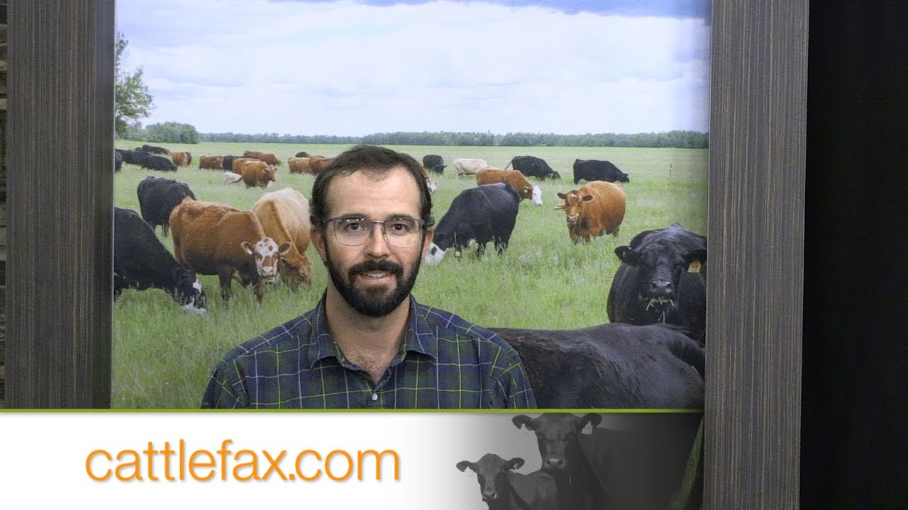 CattleFax Closing Bell: North-South Spread Narrows – August 29, 2025