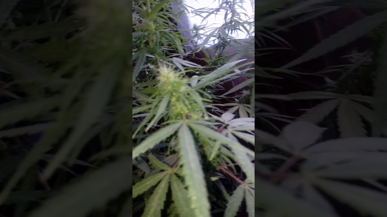 El Alquimista SamsaraSeeds