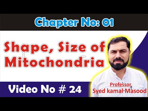 Mitochondria intruduction ||function ||Size of mitochondria ||shape of mictochondria ||Asim Biology