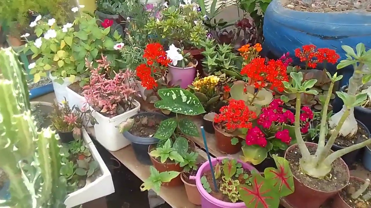 Um pouco da minha história como eu comecei cultivar plantas 