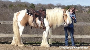 Bandera Game Of Thrones - jog, turns, lope, stops, dismount! - ValleyViewRanch.net