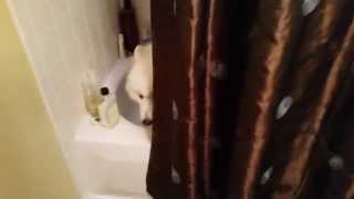 Lexi the Samoyed hides in the tub
