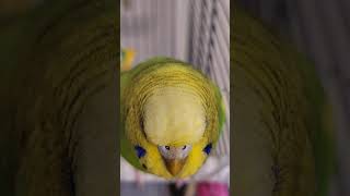 Budgie Eyelashes